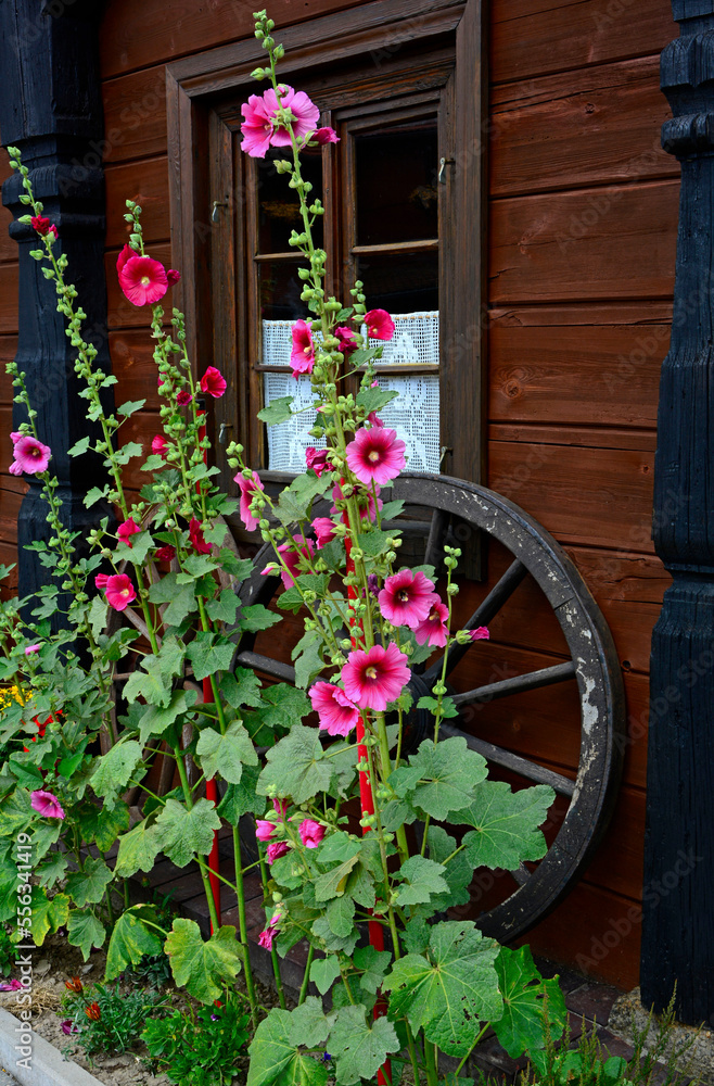 malwa rózowa, ogrodowa, Flowering Alcea rosea  - obrazy, fototapety, plakaty 