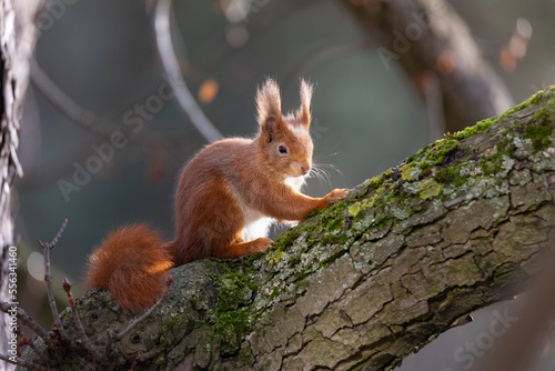 red squirrel on tree in winter, no leaves, backlight 