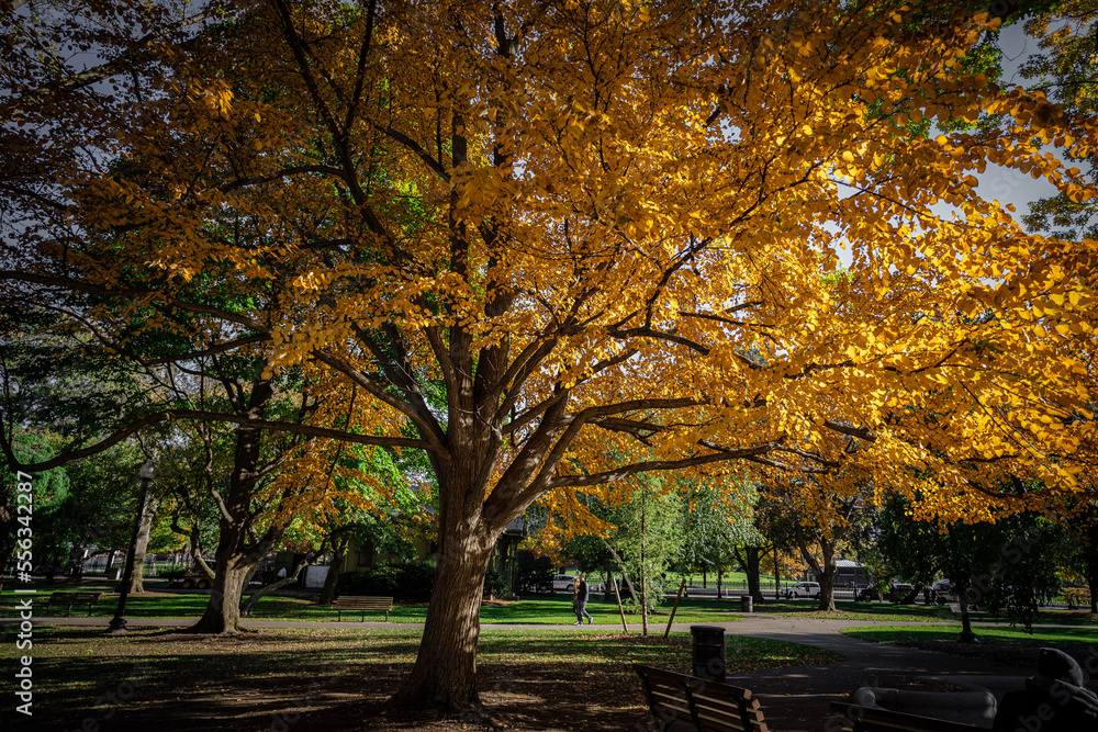 Fototapeta premium autumn trees in the park