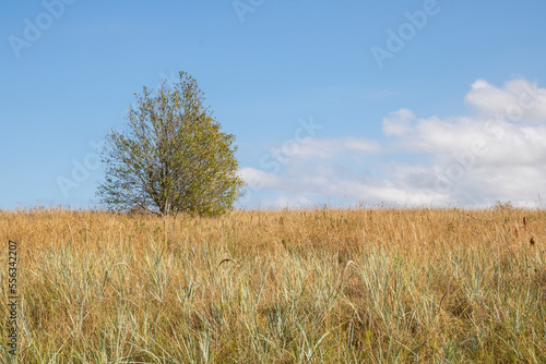 Autumn meadow landscape in Estonia