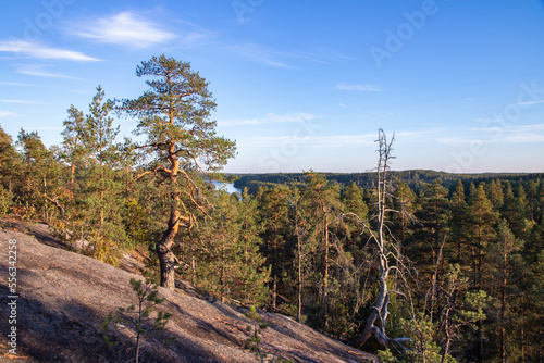 A forest landscape in Finland