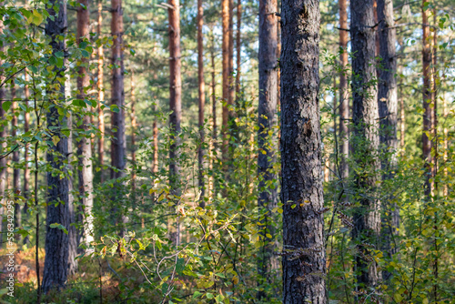 A forest landscape in Finland