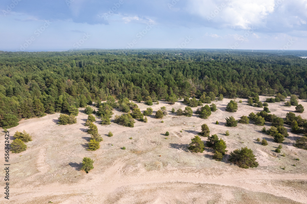 A forested beach landscape in Estonia A forested beach landscape in Estonia