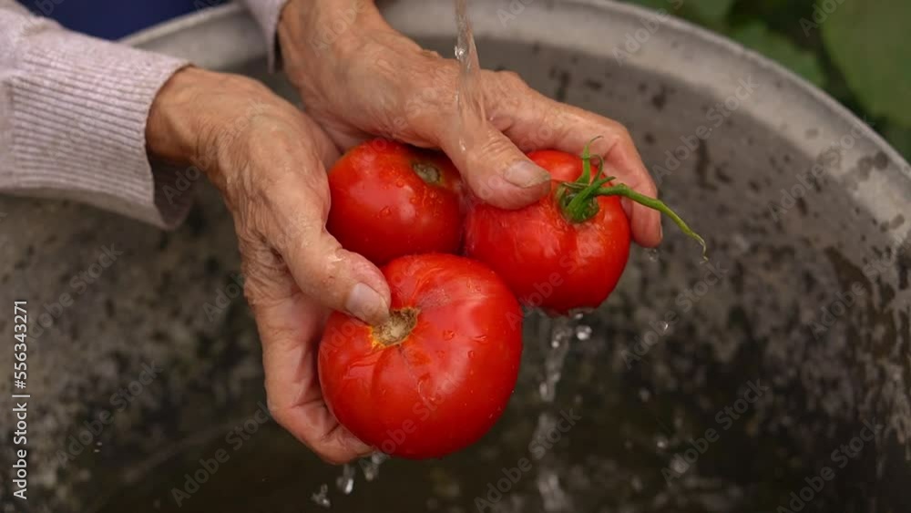 The old woman washes the tomato crop on the street, in the backyard. Unrecognizable man, hands close up. organic farming concept, nutrition care, local farming The old woman washes the tomato crop on the street, in the backyard. Unrecognizable man, hands close up. organic farming concept, nutrition care, local farming