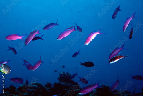 魚の群れ ハナゴイ 海中写真