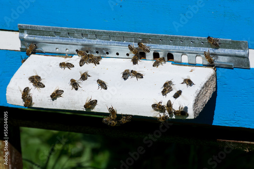 A group of bees in front of the entrance to their hive, protected by a metal gate on sunny day in apiary. The bees are captured in close up