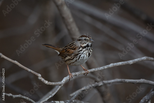 Song Sparrow © Jonathan