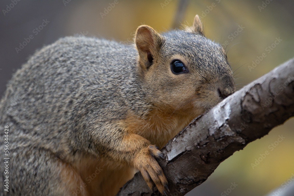 Fox Squirrel in tree Fox Squirrel in tree