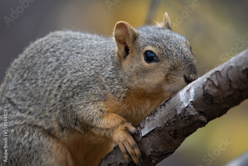 Fox Squirrel in tree