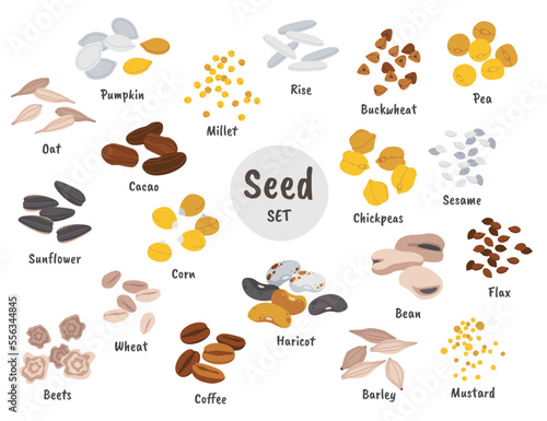 Seeds and grains flat icons set. Cultivated crop used as food. Raw barley, oat, wheat, chickpeas, bean, corn, beets, pea