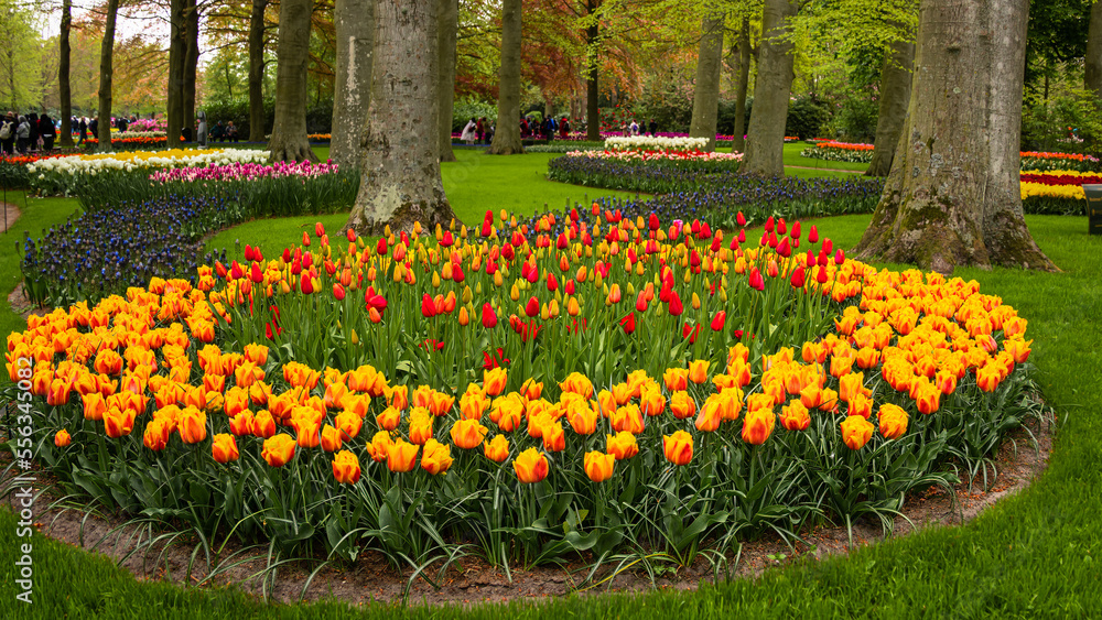 Obraz premium A circular flower bed with yellow tulips in a park