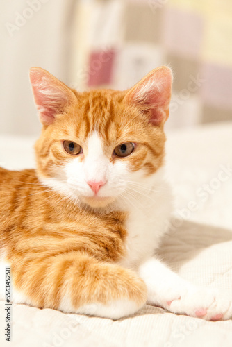 Red-white youing domestic cat lying on bed