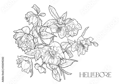 Hellebore flowers, the first spring flowering ranunculus. Spring floral motif. Clip art, elements for design. Outline vector illustration. In art nouveau style, vintage, botanical style