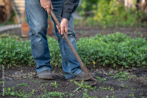 the gardener is weeding the vegetable garden