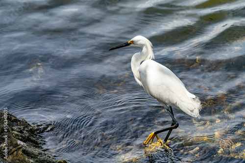 snowy egret in water © Jim