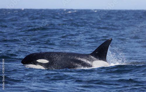 killer whale, orca  © FPLV