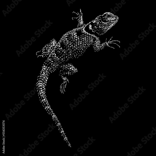 Texas Spiny Lizard hand drawing vector isolated on black background.