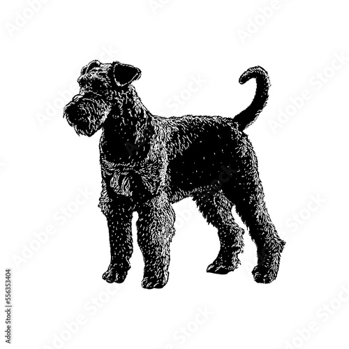 Airedoodle hand drawing vector illustration isolated on background.