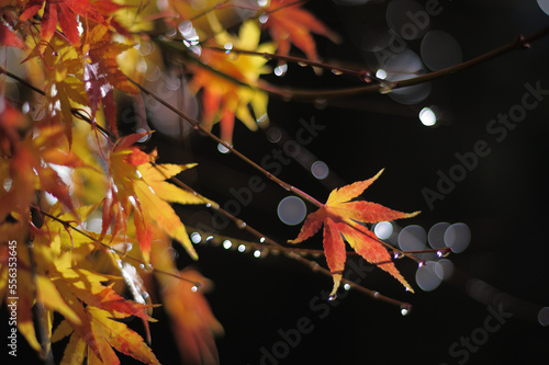雨の紅葉