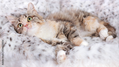 Pets. Cute Cat looks to the side. Beautiful Kitten rests on light fur. Cat close-up on a white background. Kitten with big green eyes. Pet. Without people. Copy space. Animal background. Horizontal