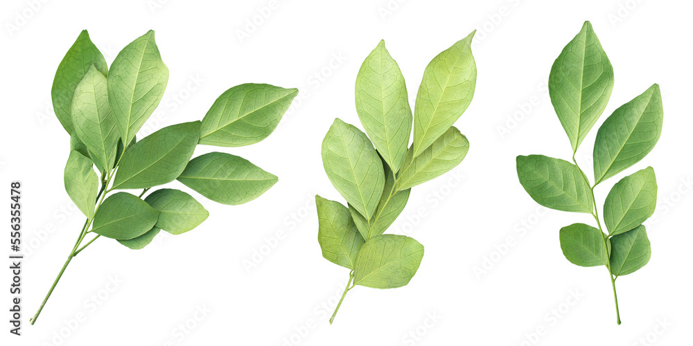 Fresh green murraya leaves isolated on transparent background