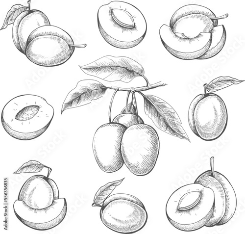 Plum fruits engraved