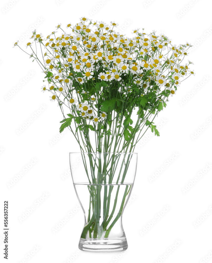 Glass vase with beautiful chamomile flowers isolated on white