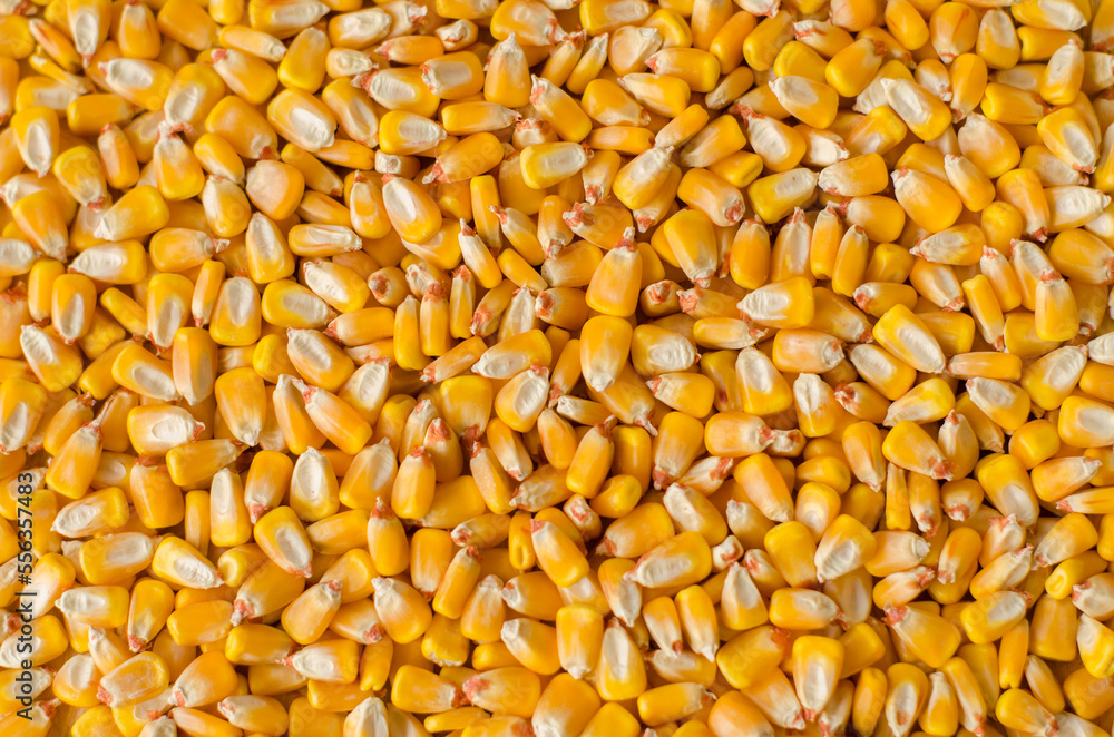 raw corn kernels, as texture background raw corn kernels, as texture background