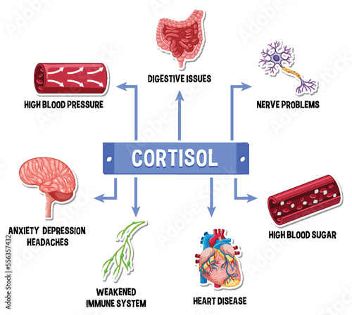 Stress cortisol system scheme