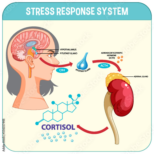 Stress response system scheme