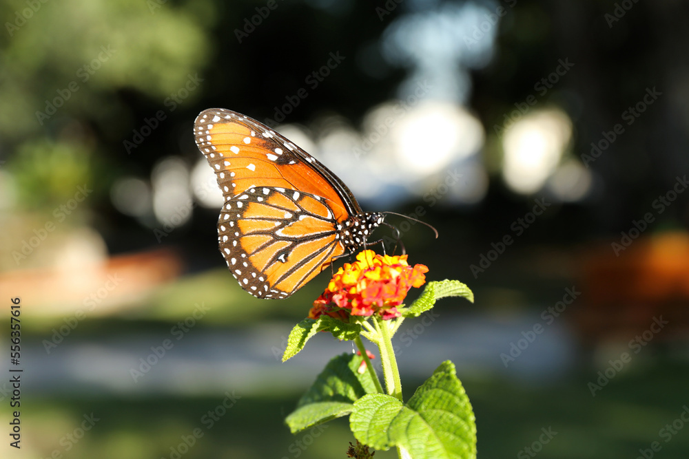 Fototapeta premium Beautiful orange Monarch butterfly on plant outdoors