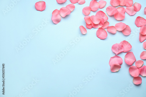 Beautiful pink rose flower petals on light blue background, flat lay. Space for text