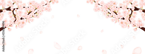 桜の花びらが散る春の白背景フレーム