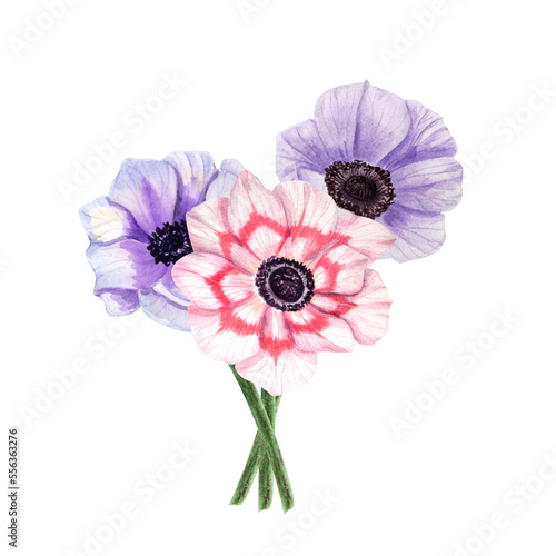 Anemones isolated on a white background. Watercolor illustration. For Valentine day, wedding invitation, birthday and mother day cards, poster, textile design, cover, background, prints, pattern.