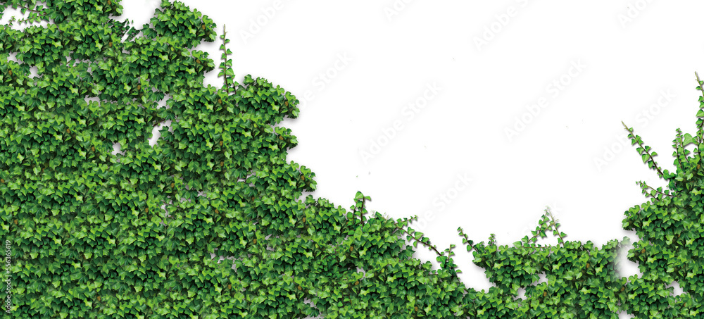 Εκτύπωση καμβά Ivy illustration for footer and corner designs ( png /background transparent )