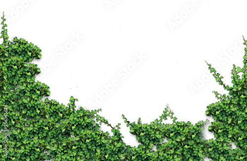 Ivy illustration for footer and corner designs ( png /background transparent ) Fototapet