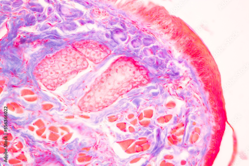 Characteristics Tissue of Optic nerve Human, Cornea from eye Human and Eyelid Human under the microscope in Lab. Characteristics Tissue of Optic nerve Human, Cornea from eye Human and Eyelid Human under the microscope in Lab.