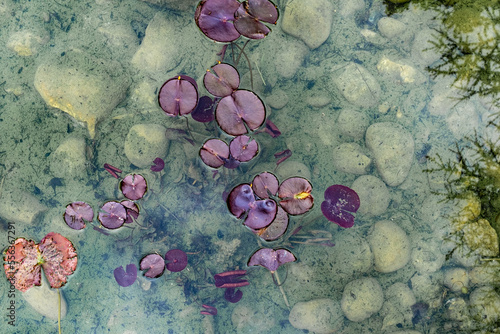 Purple water lily leaves floating on a pond with pepples at the bottom