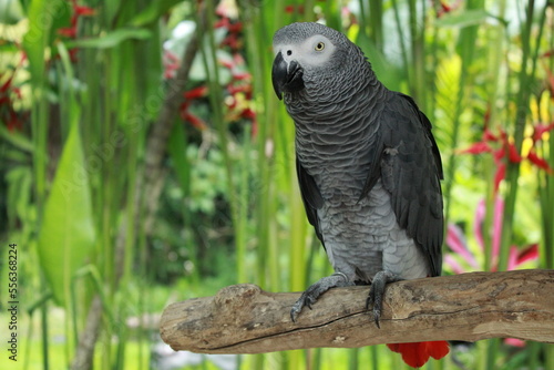 African Grey Parrot