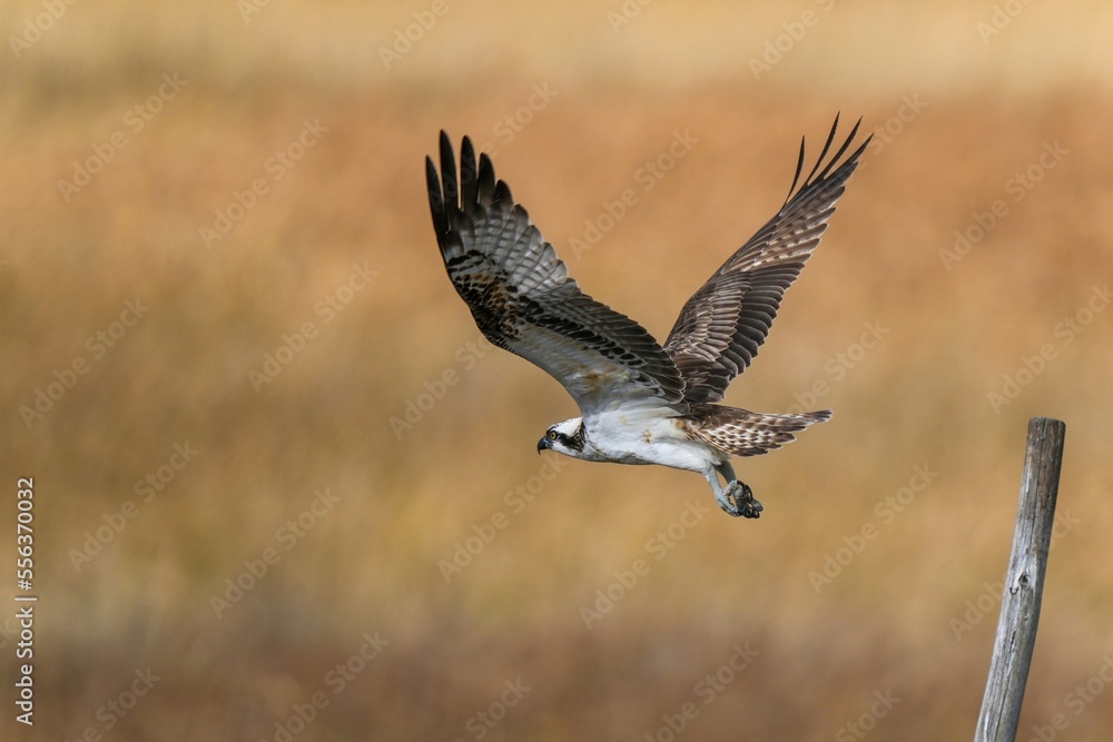 Obraz premium ミサゴの飛び出しシーン