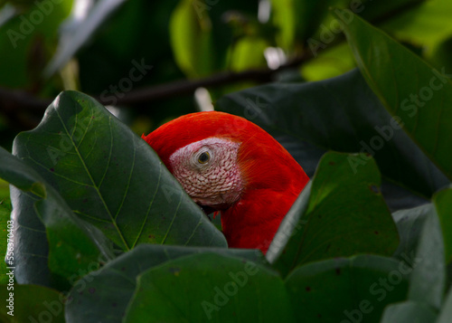 Red Macaw Hidden Among Lush Tropical Leaves