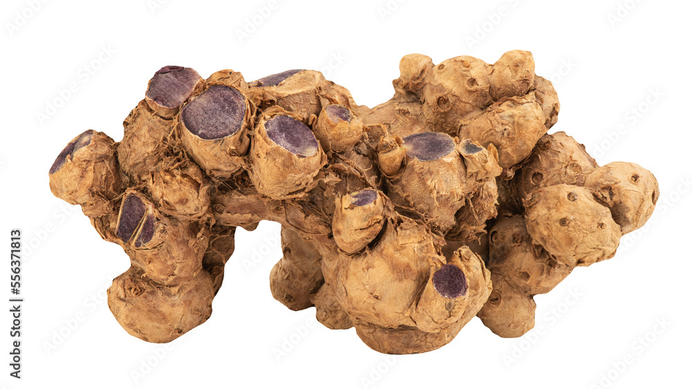 Black galingale rhizome on transparent background. Black galingale rhizome on transparent background.