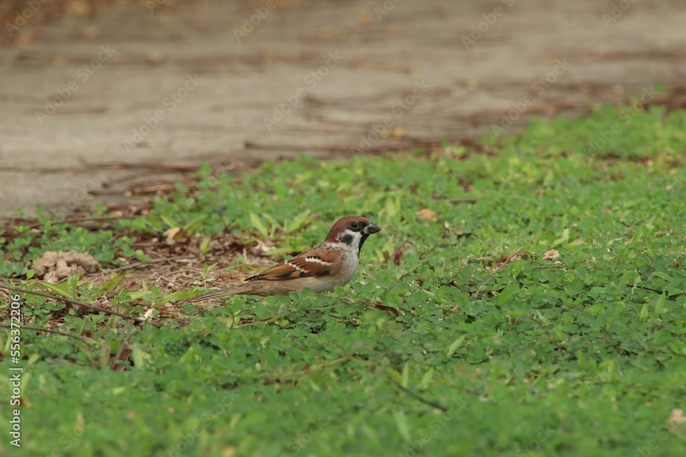 Eurasian Tree Sparrow on the ground Eurasian Tree Sparrow on the ground