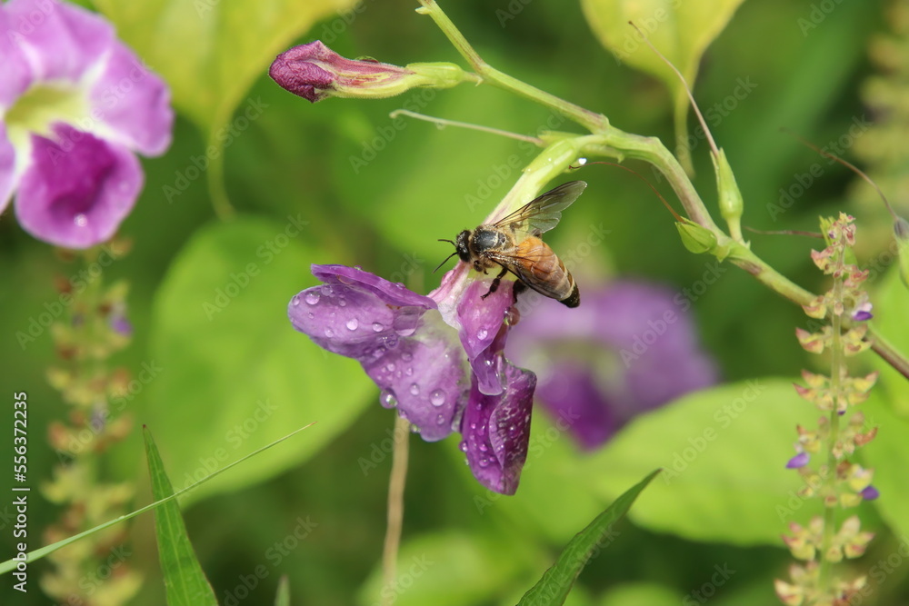 Tropical bee feeding on or pollinating a flower Tropical bee feeding on or pollinating a flower