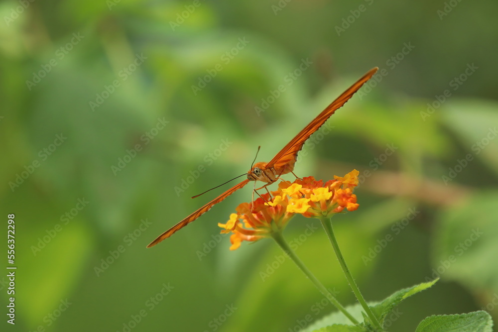 Julia Butterfly on a flower feeding on nectar Julia Butterfly on a flower feeding on nectar