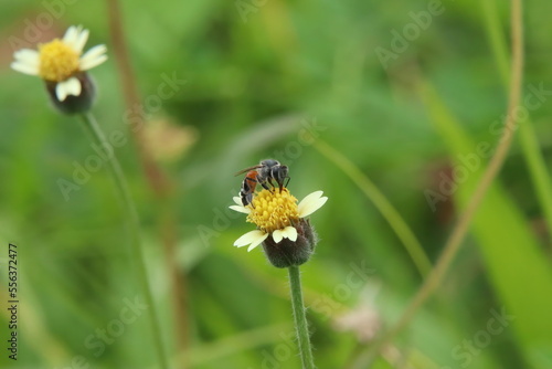 Red Dwarf Honey Bee on a flower feeding on pollen