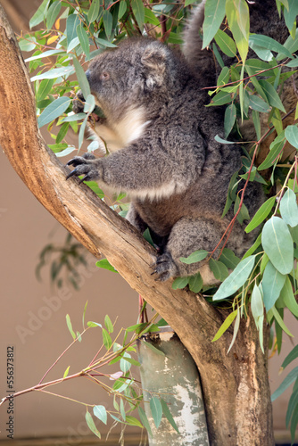 Koalas have a grey body with white chest and white ears