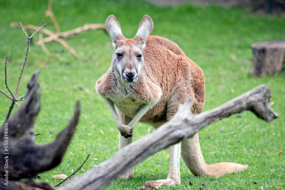 the male red kangaroo has red rufus fur and a grey face the male red kangaroo has red rufus fur and a grey face