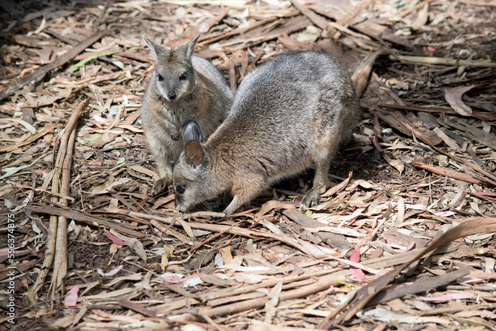 Fototapeta premium the wallaby has a grey body with tan shoulders and white stripes down its face. It has a black nose and long eyebrows.