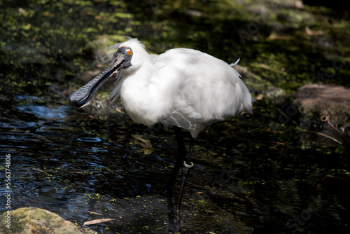 the royal spoonbill has a white body and black legs and bill in the shape of a spoon